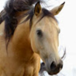 Meet your Posher, Emmy